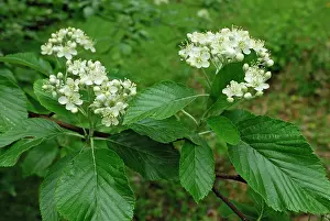 Sorbus: Common Whitebeam