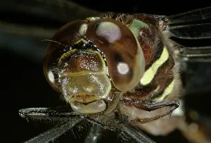 Whitetail: Common Whitetail Dragonfly