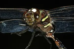 Whitetail: Common Whitetail Dragonfly