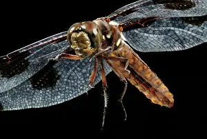 Whitetail: Common Whitetail Dragonfly
