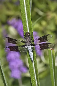 Whitetail: Common Whitetail Dragonfly