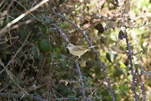 Whitethroat: Common Whitethroat