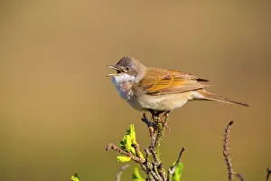 Whitethroat: Common Whitethroat