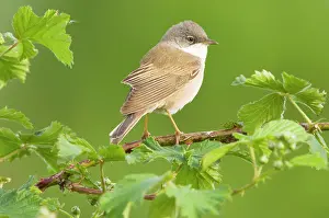 Whitethroat: Common Whitethroat - Male