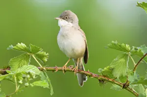 Whitethroat: Common Whitethroat - Male