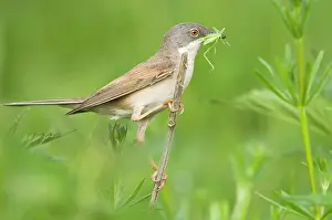 Whitethroat: Common Whitethroat - Male with prey in beak