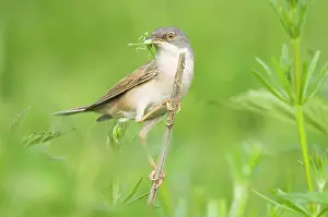 Whitethroat: Common Whitethroat - Male with prey in beak