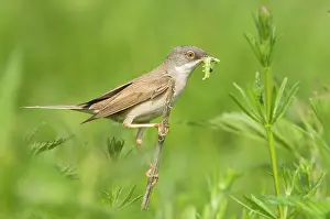 Whitethroat: Common Whitethroat - Male with prey in beak