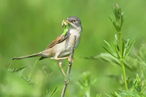 Whitethroat: Common Whitethroat - Male with prey in beak