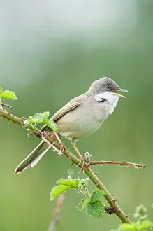 Whitethroat: Common Whitethroat - Male singing