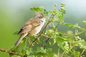 Whitethroat: Common Whitethroat - Male singing