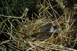 Whitethroat: Common Whitethroat - on nest