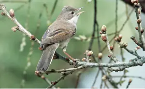 Whitethroat: COMMON WHITETHROAT - singing