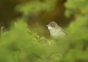 Whitethroat: Common whitethroat (Sylvia communis), adult, amidst