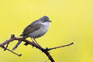 Whitethroat: Common whitethroat (Sylvia communis) on blackberry
