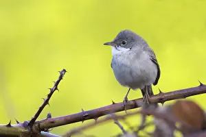 Whitethroat: Common whitethroat (Sylvia communis) on blackberry