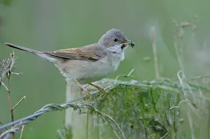 Whitethroat: Common whitethroat (Sylvia communis), Emsland, L