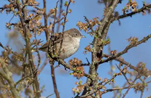 Prunus: Common whitethroat, Sylvia communis, feeding amo
