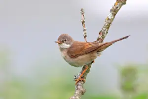 Whitethroat: Common whitethroat (Sylvia communis), male sitting