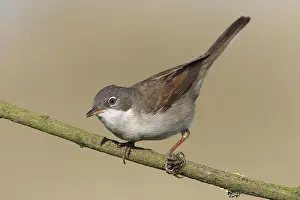 Whitethroat: Common Whitethroat (Sylvia communis) perched on