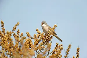 Rhamnoides: Common Whitethroat (Sylvia communis) singing