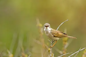Rhamnoides: Common Whitethroat (Sylvia communis) singing from scrub