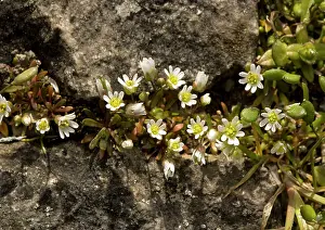 Clump: Common whitlow-grass - growing on wall