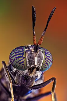Stacking: A common and widespread fly of the family Strati