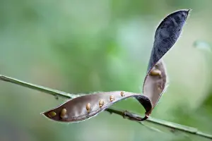 Broom: Common or wild broom, Cytisus scoparius, A ripe