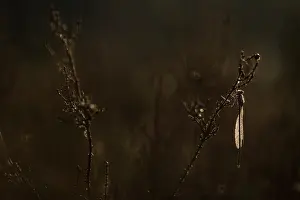 Fusca: Common Winter Damselfly