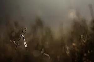 Fusca: Common Winter Damselfly