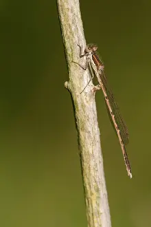 Fusca: Common Winter Damselfly
