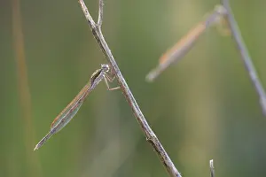 Fusca: Common Winter Damselfly