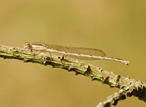 Fusca: Common Winter Damselfly