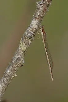 Fusca: Common Winter Damselfly