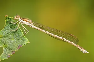 Damsel: Common Winter Damselfly