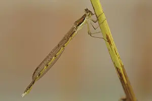 Emerald: Common Winter Damselfly