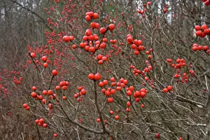Verticillata: Common Winterberry Holly - November