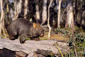 Vombatus: Common Wombat