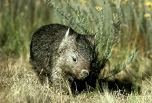 Vombatus: Common Wombat