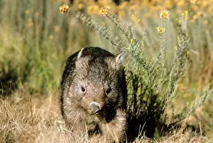 Vombatus: Common Wombat