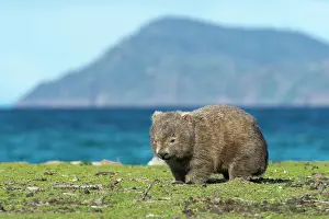 Vombatus: Common Wombat adult female