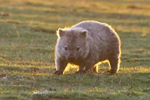 Vombatus: Common Wombat adult moving out onto marsupial grassland