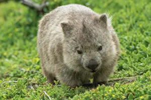 Vombatus: Common Wombat adult moving out onto marsupial grassland