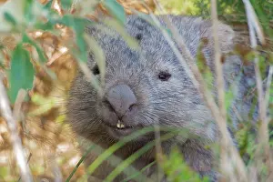 Vombatus: Common Wombat adult moving out onto marsupial grassland