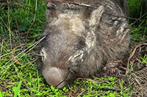 Wombat: Common Wombat adult with sarcoptic mange white areas