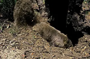 Vombatus: Common Wombat - digging burrow