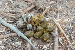 Faeces: Common Wombat faeces