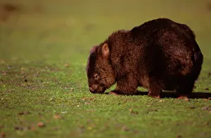 Vombatus: Common Wombat - feeding on grass