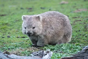 Vombatus: Common Wombat female adult with pouch young moving